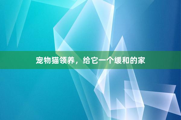 宠物猫领养,给它一个缓和的家